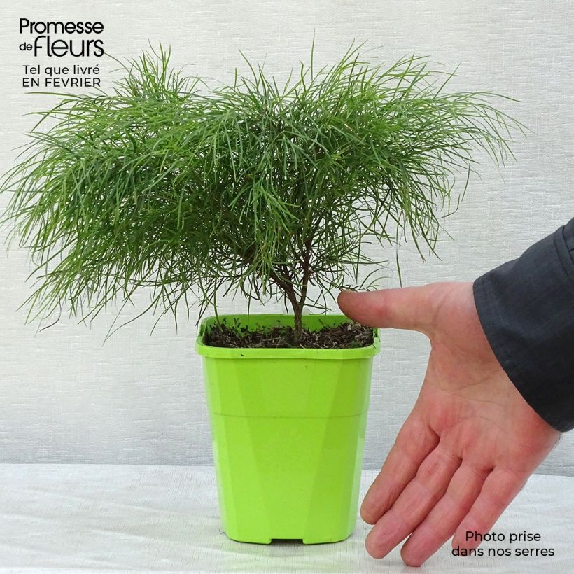 Acacia cognata Limelight - Mimosa nain en pot de 1L/1,5L sample as delivered in winter