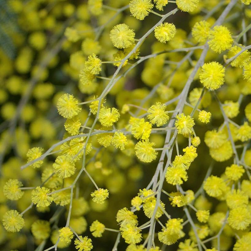 Acacia dealbata (Flowering)