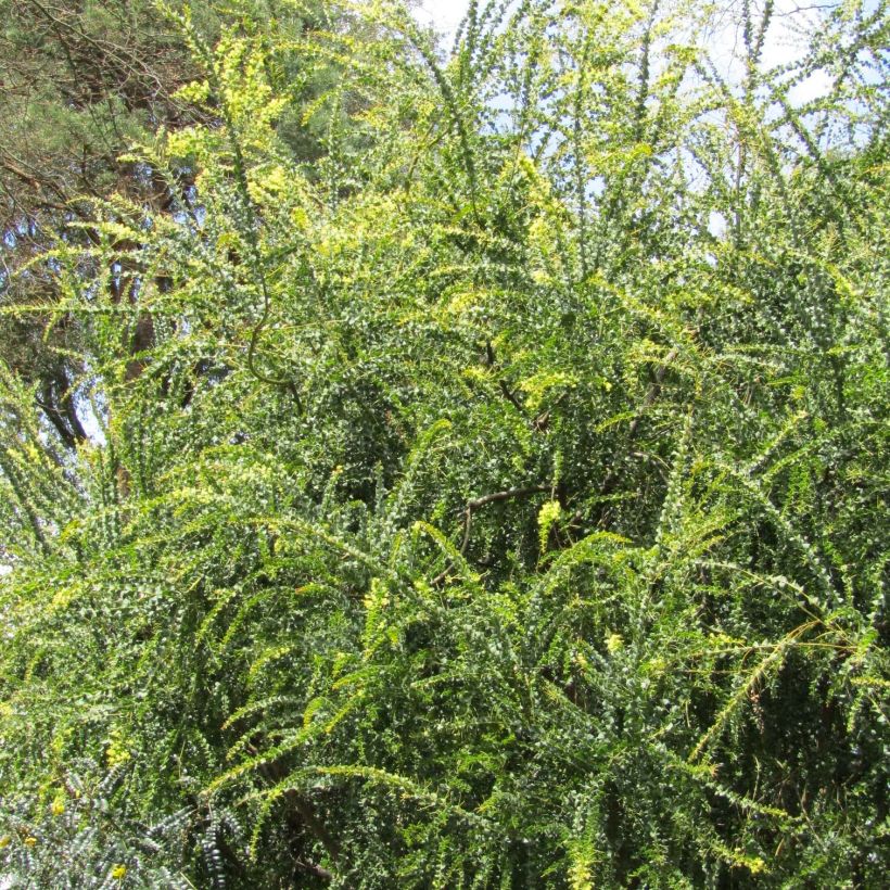 Acacia pravissima (Plant habit)