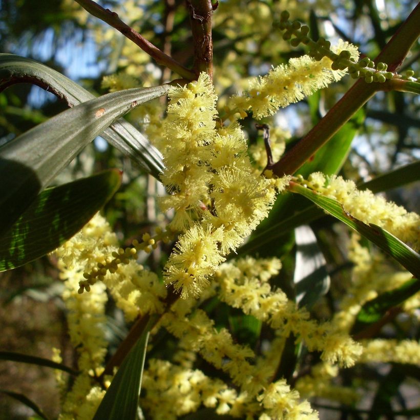 Acacia longifolia (Flowering)