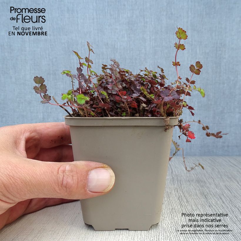 Acaena inermis Purpurea - Lampourde Godet de 9cm sample as delivered in autumn