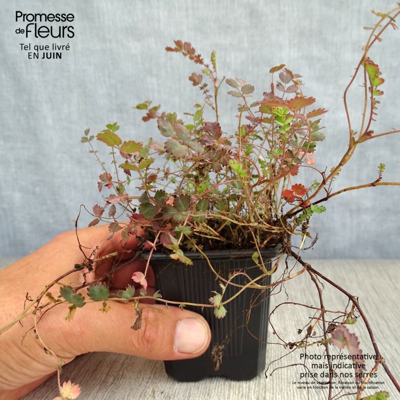 Acaena inermis Purpurea 8/9 cm pot sample as delivered in summer