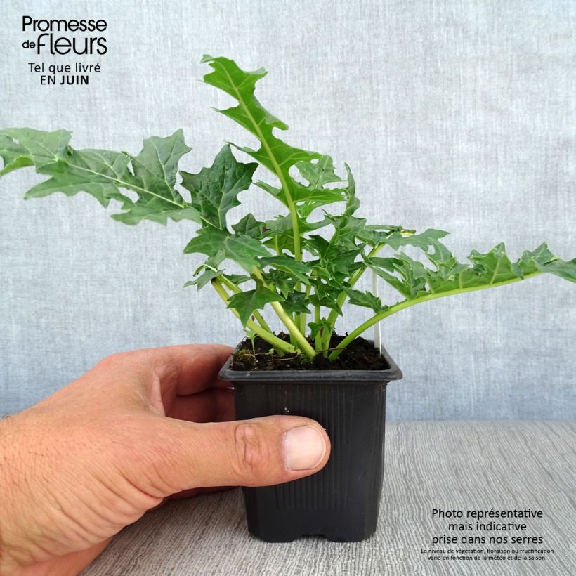 Acanthus hungaricus White Lips - Bear's Breech 8/9 cm pot sample as delivered in summer