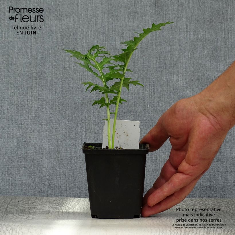 Acanthus spinosus - Bear's Breech 8/9 cm pot sample as delivered in summer