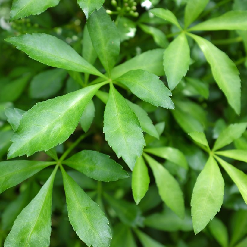 Acanthopanax henryi Nana - Henry's Aralia (Foliage)