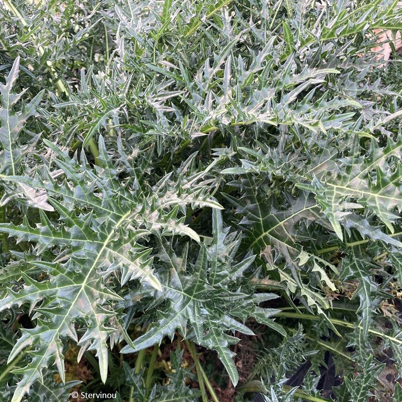 Acanthus hirsutus subsp. syriacus (Foliage)