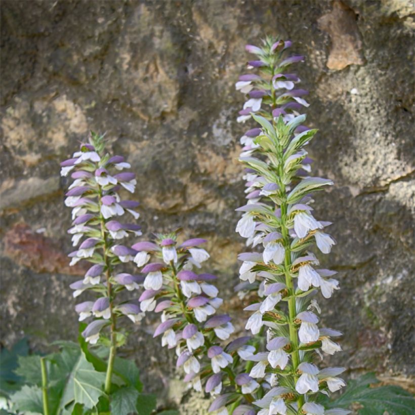 Acanthus mollis Hollards Gold - Bear's Breech (Flowering)