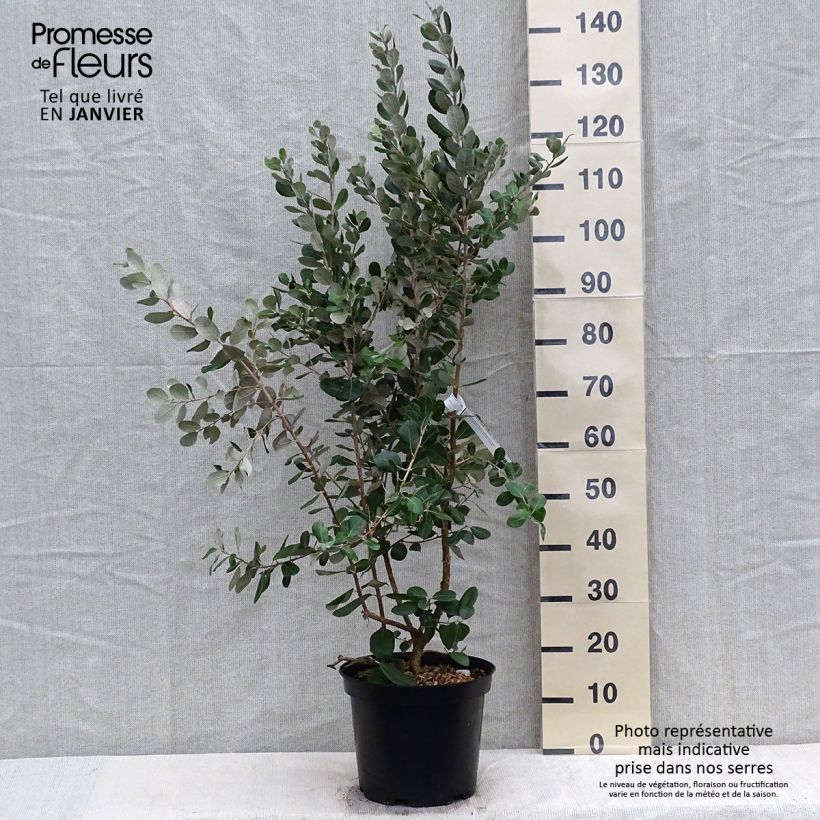 Feijoa sellowiana Coolidge 7.5L/10L potShipped height around 80/100cm sample as delivered in winter