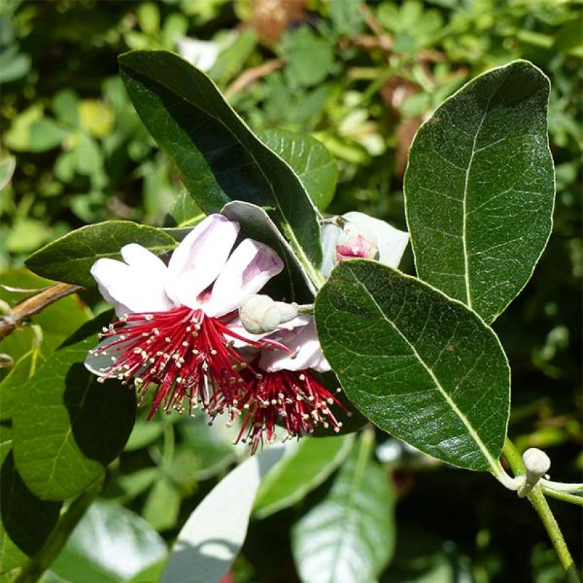Feijoa sellowiana Coolidge (Flowering)