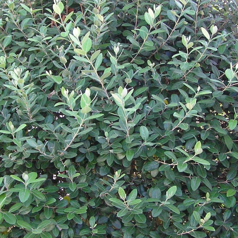 Acca sellowiana Gemini (Foliage)