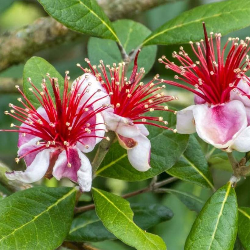 Acca sellowiana Gemini (Flowering)