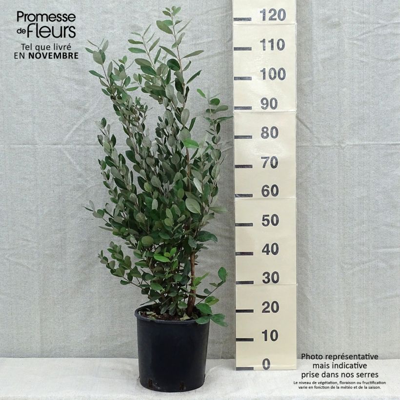 Acca sellowiana - Goyavier du Brésil livré pot de 7,5L/10L sample as delivered in autumn