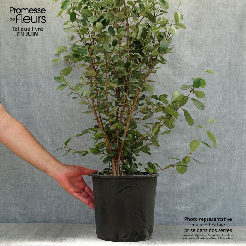 Acca sellowiana 7.5L/10L pot sample as delivered in summer