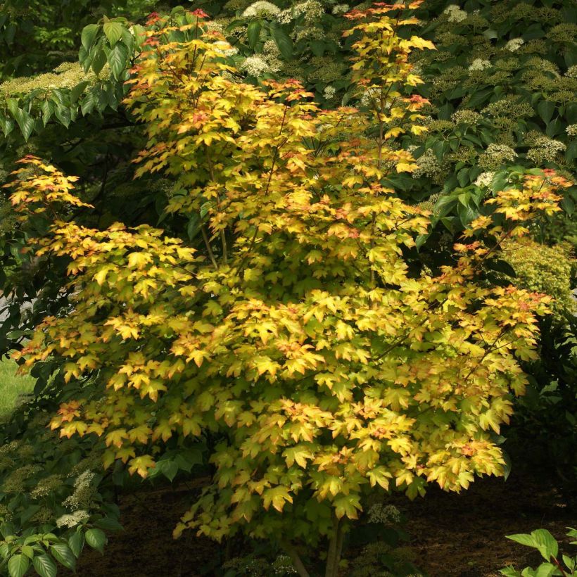 Acer Orientalia Minorient - Maple (Plant habit)