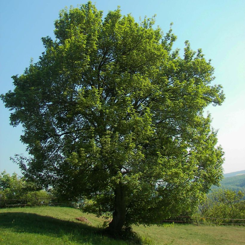 Acer campestre - Maple (Plant habit)