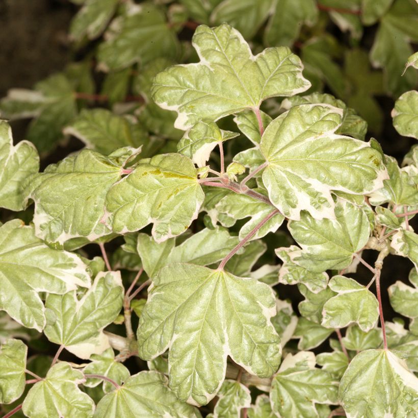 Acer campestre Silver Celebration - Field Maple (Foliage)