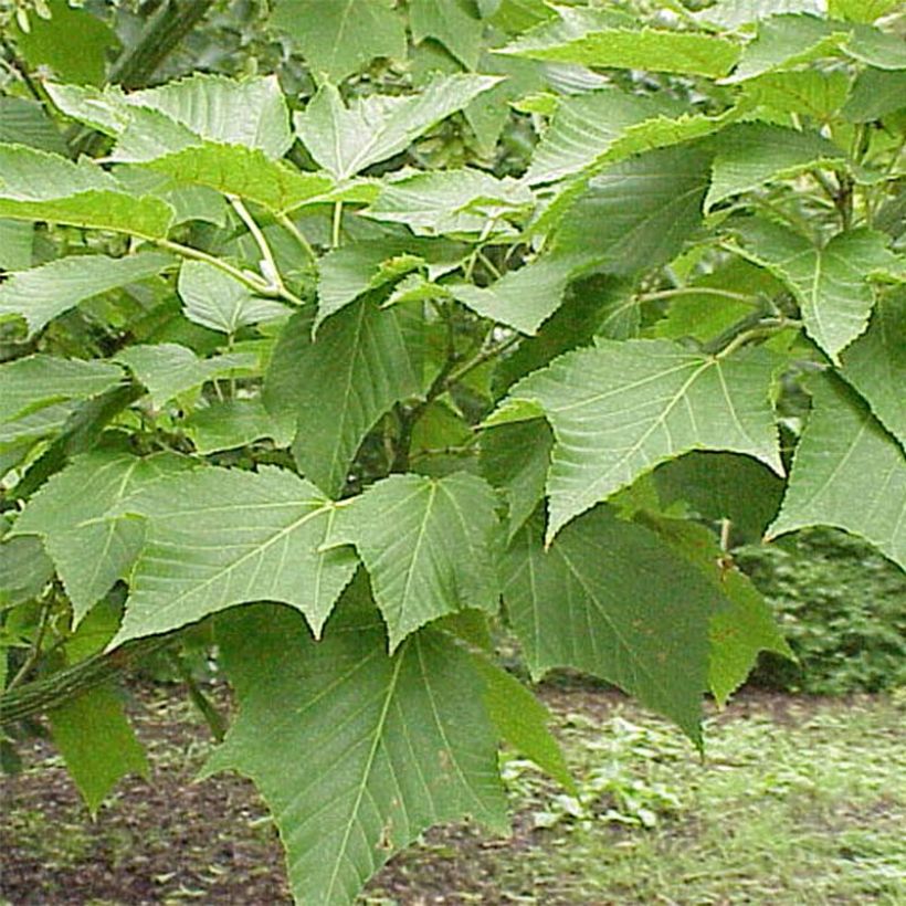 Acer capillipes - Maple (Foliage)