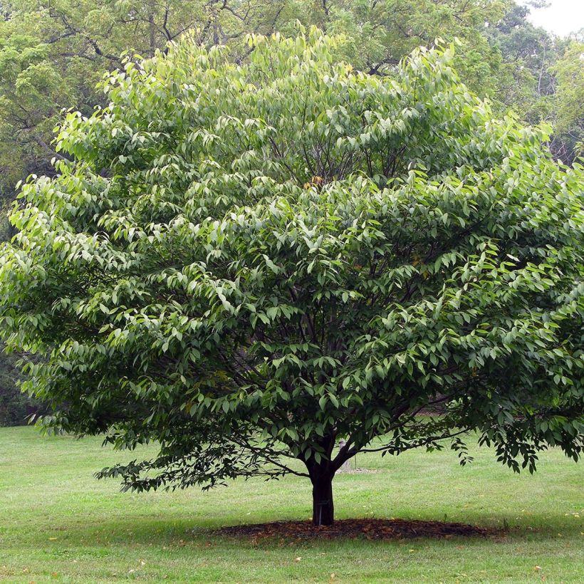Acer carpinifolium - Maple (Plant habit)