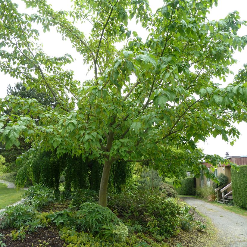 Acer conspicuum Silver Vein - Maple (Plant habit)