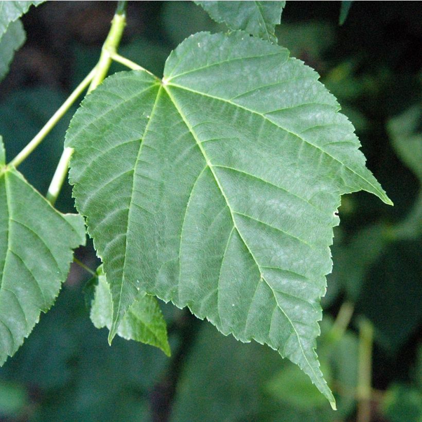 Acer davidii - Maple (Foliage)