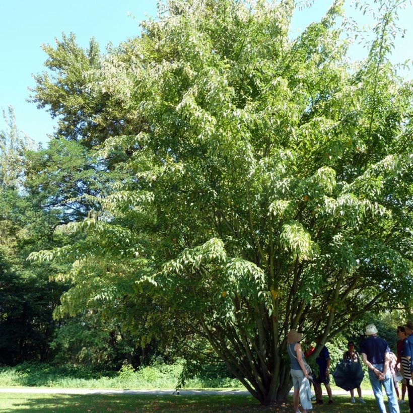 Acer davidii - Maple (Plant habit)