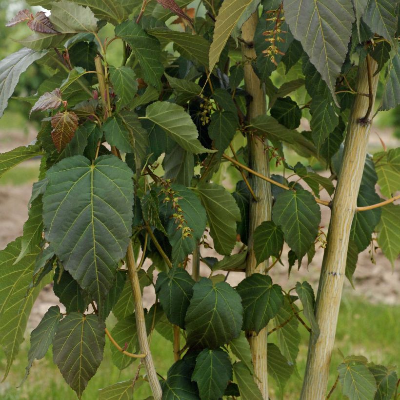 Acer davidii Viper - Maple (Plant habit)