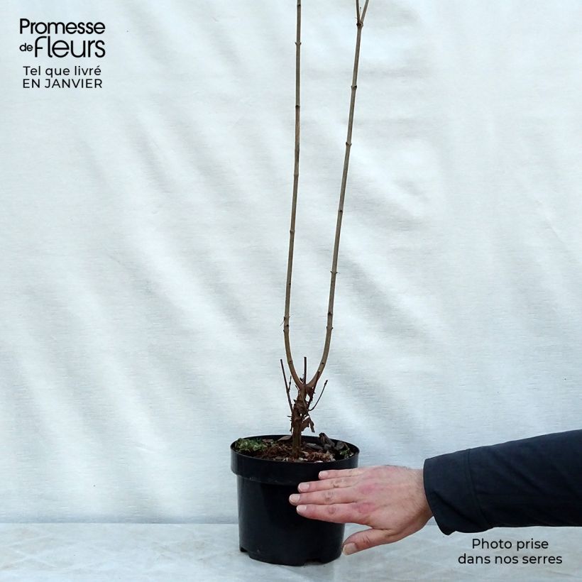 Érable cannelle - Acer griseum pot de 4L/5L sample as delivered in winter