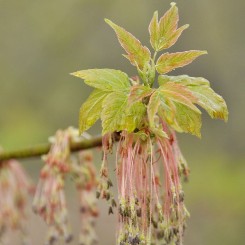 Acer negundo - Maple (Flowering)