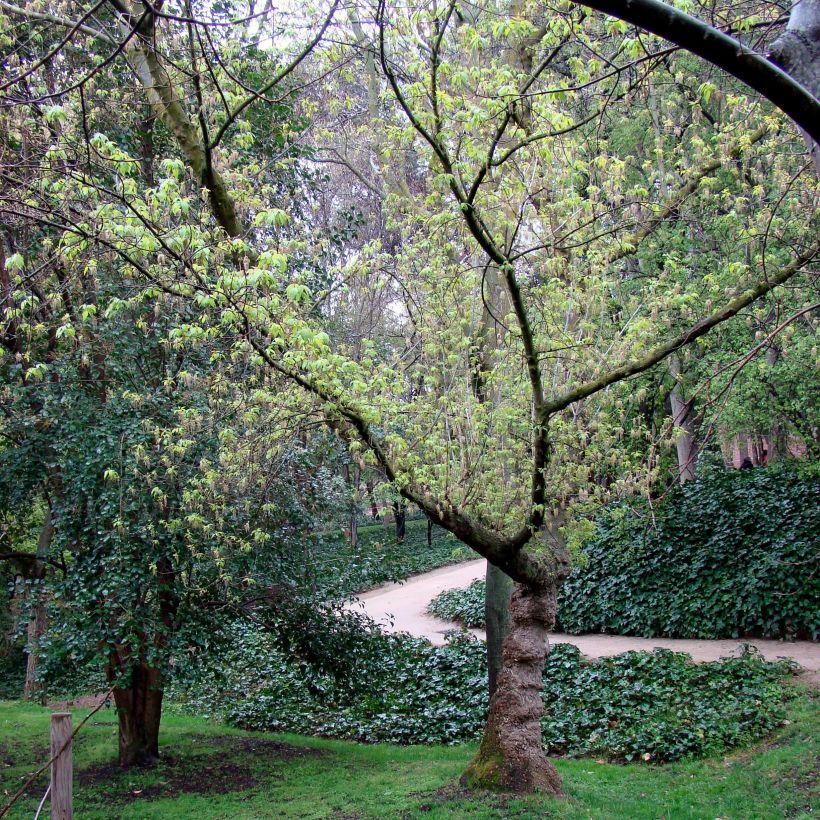 Acer negundo - Maple (Plant habit)