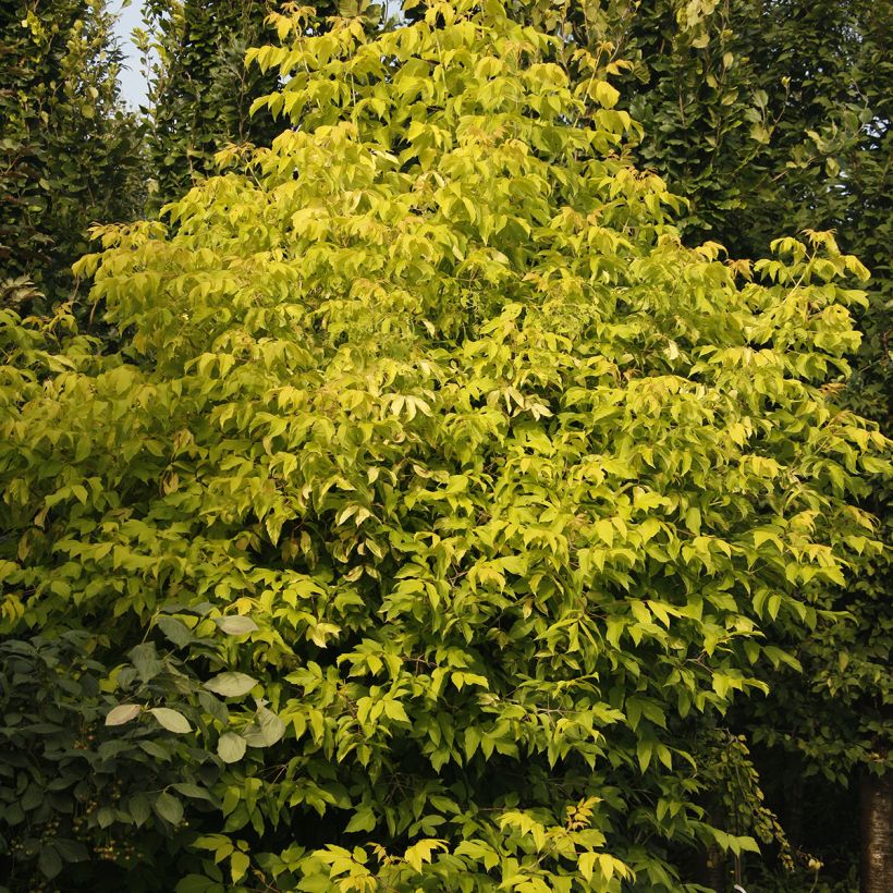 Acer negundo Auratum - Boxelder maple (Plant habit)