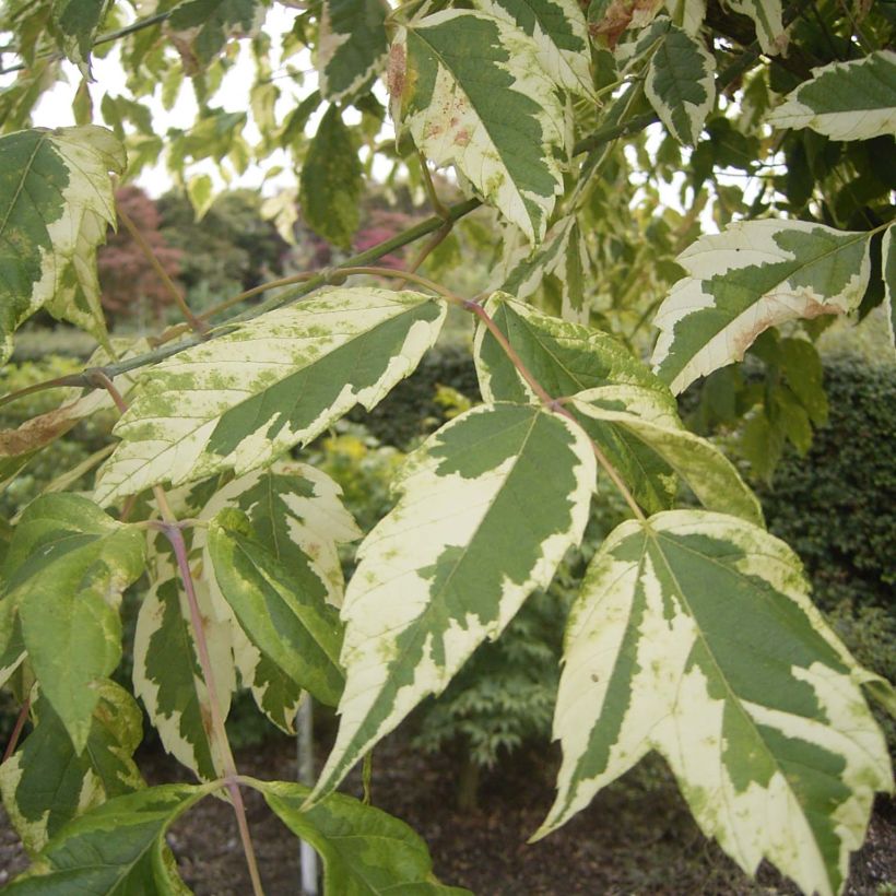 Acer negundo Aureomarginatum - Maple (Foliage)