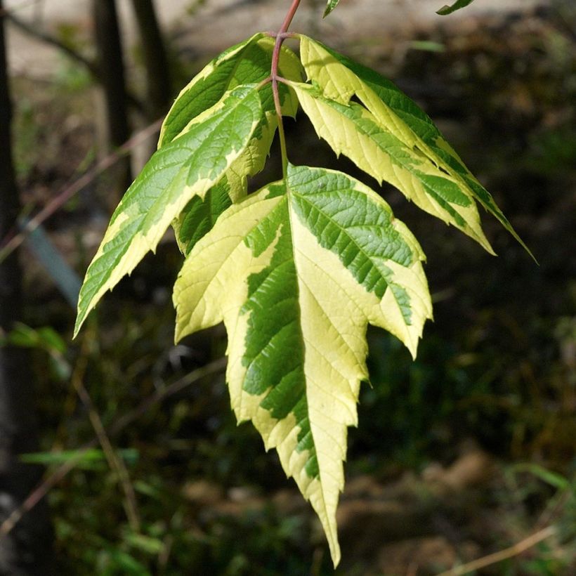 Acer negundo Aureovariegatum - Maple (Foliage)