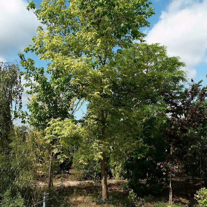 Acer negundo Aureovariegatum - Maple (Plant habit)