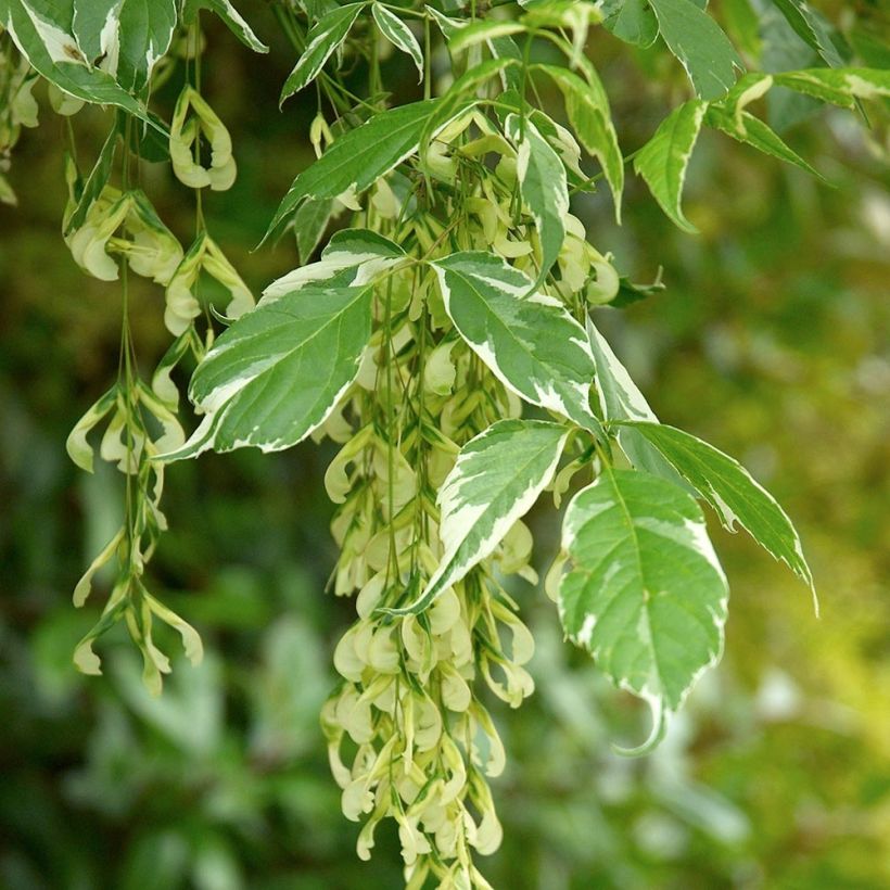 Acer negundo Variegatum - Maple (Foliage)
