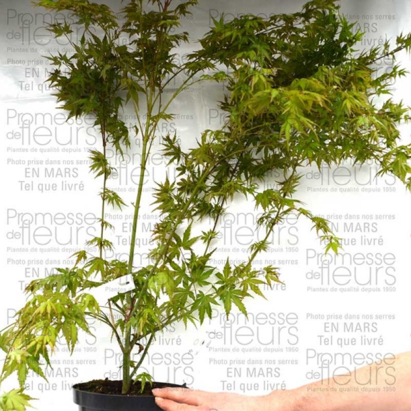 Example of Érable du Japon - Acer palmatum pot 3/4L 50/60cm specimen as delivered