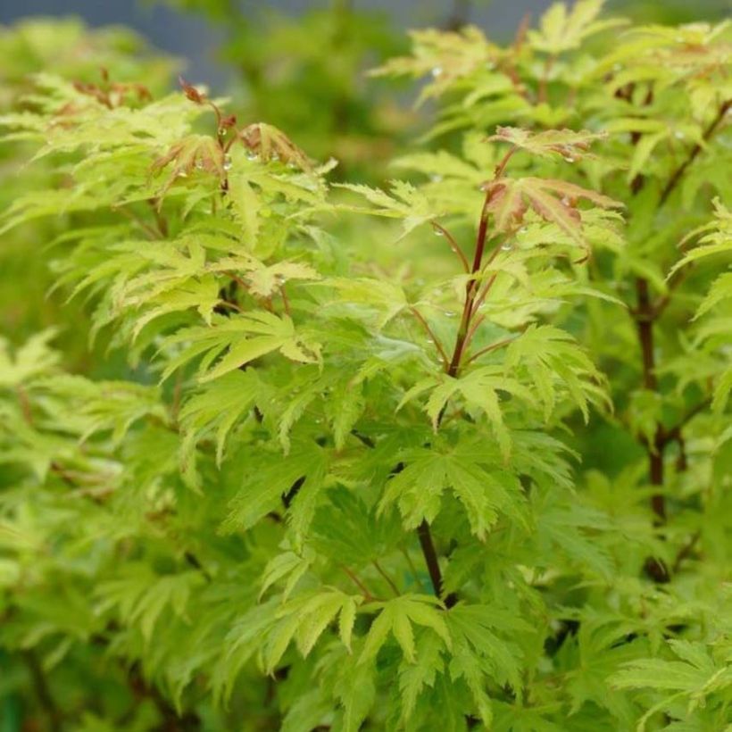 Acer palmatum Anne Irene - Japanese Maple (Foliage)