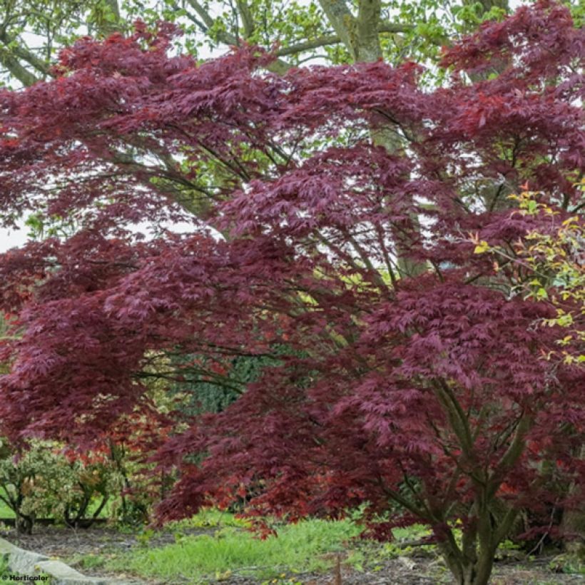 Acer palmatum Atropurpureum - Japanese Maple (Plant habit)