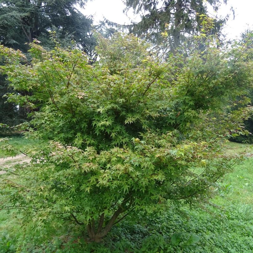 Acer palmatum Beni-tsukasa - Japanese Maple (Plant habit)