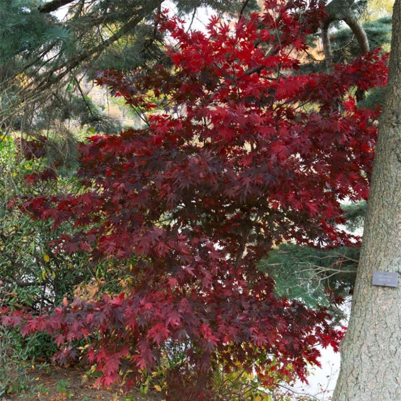 Acer palmatum Bloodgood - Japanese Maple (Plant habit)