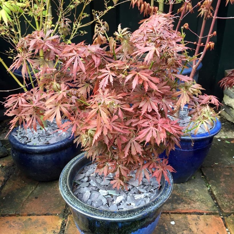 Acer palmatum Jerre Schwartz - Japanese Maple (Plant habit)