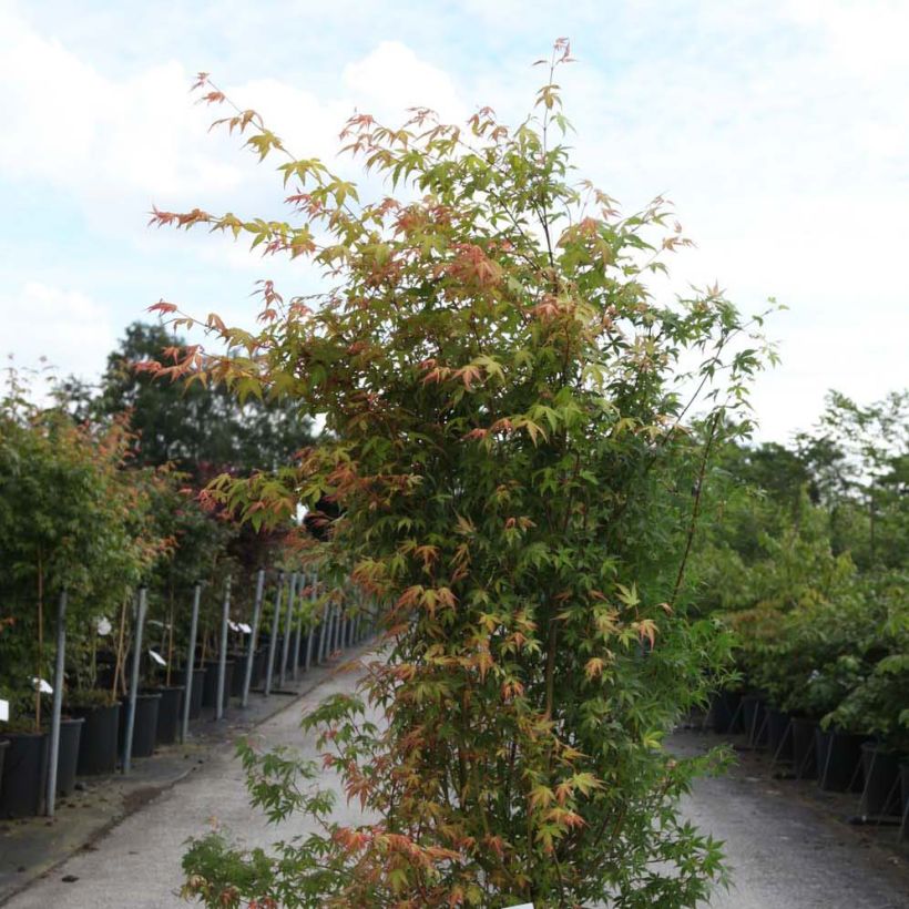 Acer palmatum Katsura - Japanese Maple (Plant habit)