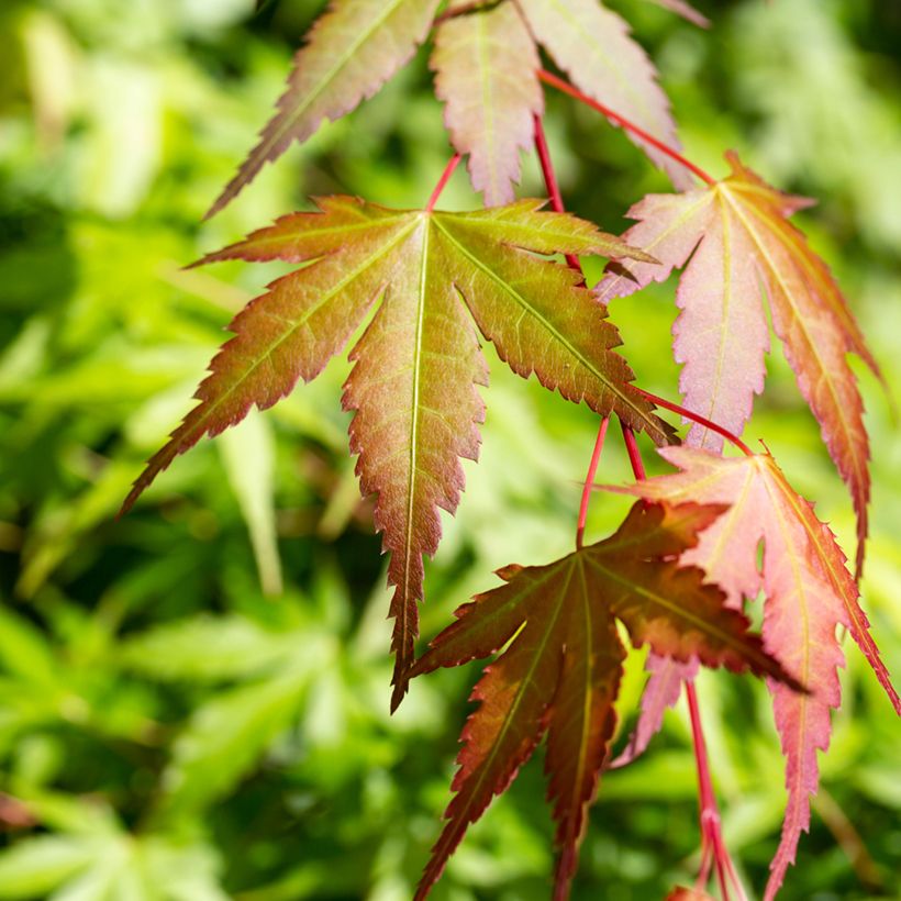 Acer palmatum Orange Dream - Japanese Maple (Foliage)