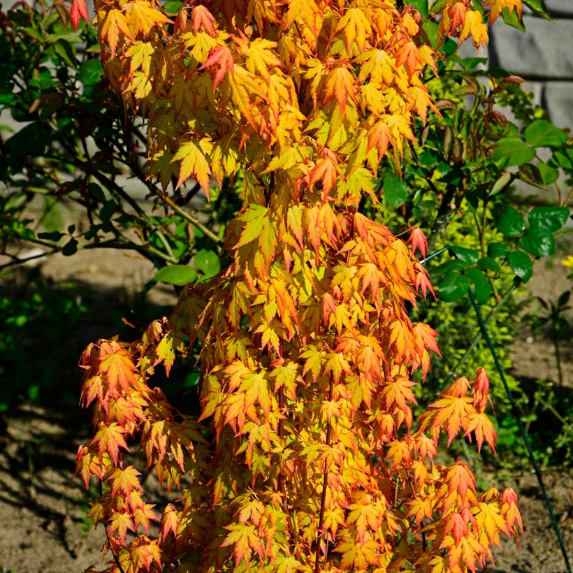 Acer palmatum Orange Dream - Japanese Maple (Plant habit)