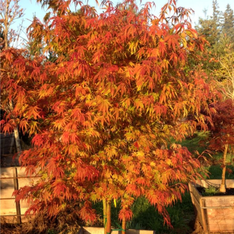 Acer palmatum Orange Flame - Japanese Maple (Plant habit)