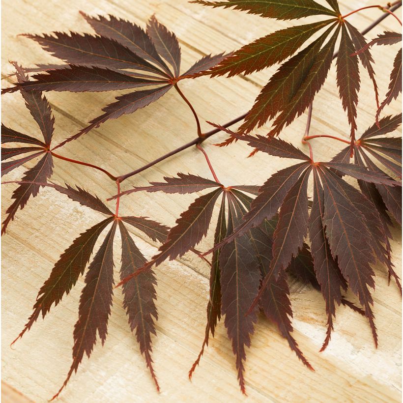 Acer palmatum Pévé Dave - Japanese Maple (Foliage)