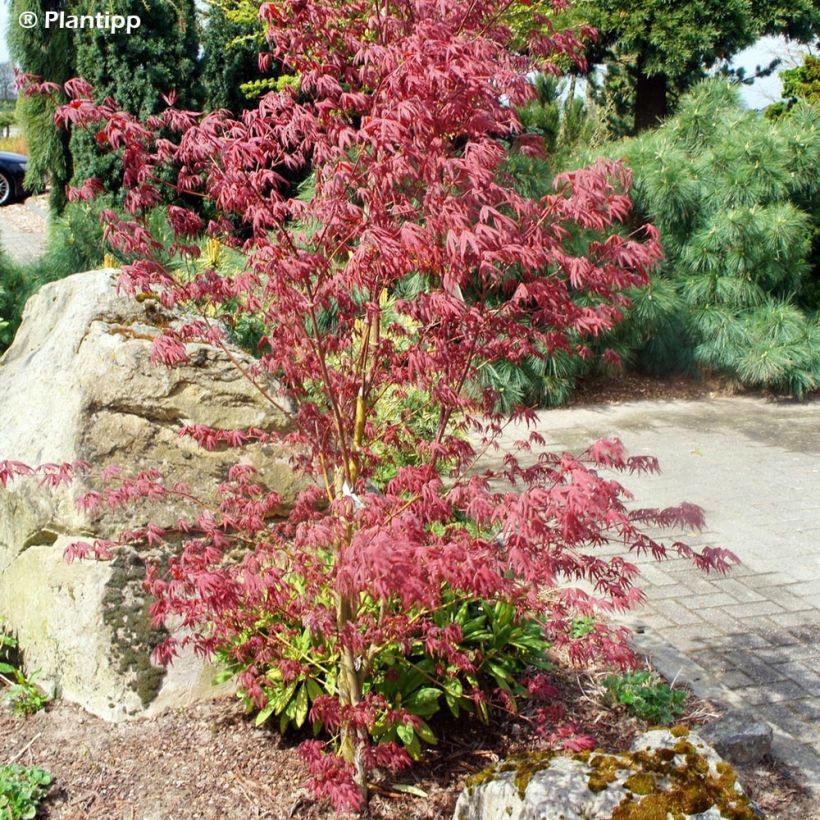 Acer palmatum Pévé Starfish - Japanese Maple (Plant habit)