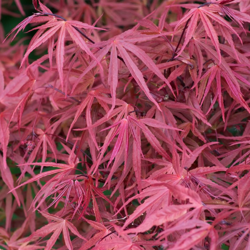 Acer palmatum Red Pygmy - Japanese Maple (Foliage)