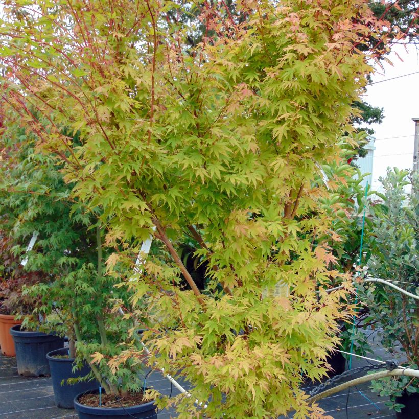 Acer palmatum Sangokaku - Japanese Maple (Plant habit)