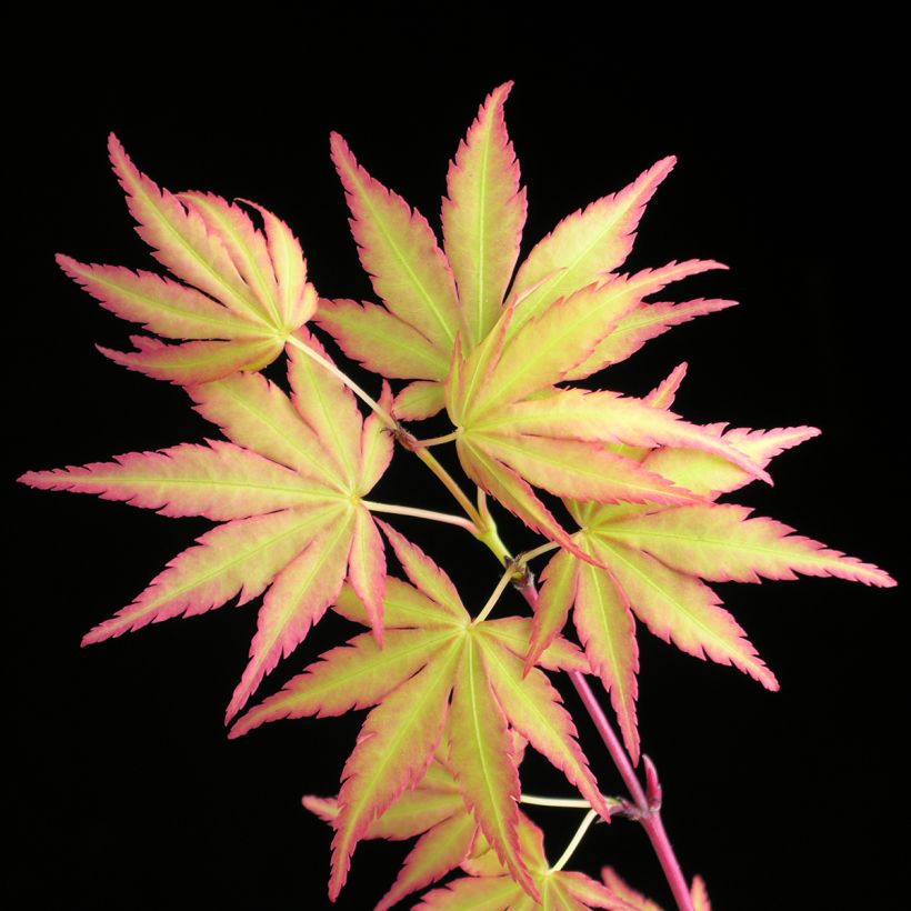 Acer palmatum Sangokaku - Japanese Maple (Foliage)