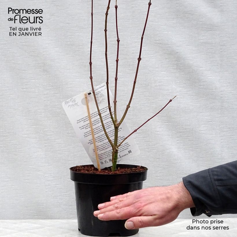 Erable du Japon - Acer palmatum Shaina en pot de 3L/4L sample as delivered in winter